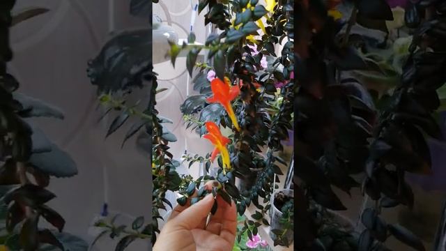 Колумнеи. Яркие красотки. смотреть онлайн