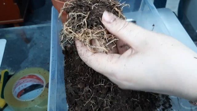 Пересадка драцены.