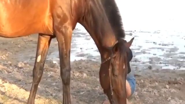 Big Black Horse with Girls Trainer - Horse Mating With Humans For Real Interesting World смотреть онлайн