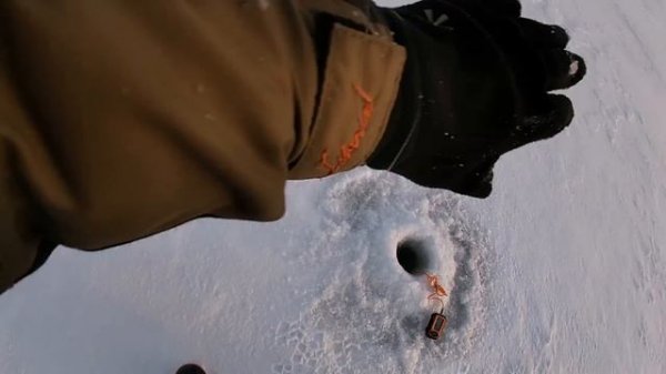 Madness vs Bassday Range Vib.Судак на Вибы