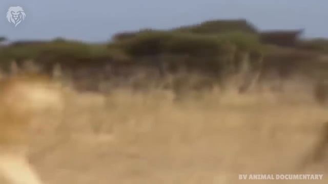 Extreme fights Buffalo vs Lion, Wild Animals Attack смотреть онлайн