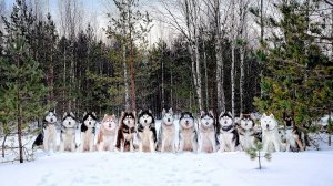 НОВЫЙ ГОД СОБАКЕ ПОД ХВОСТ! - Сериал Печалька #77