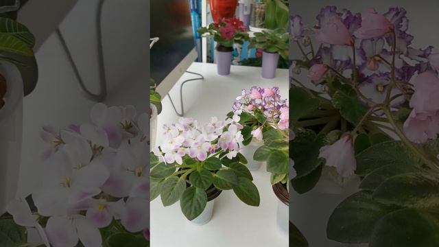 фиалки полумини смотреть онлайн