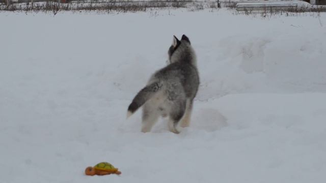 Хаски . Игры хаски. Рай нашёл бутылку . смотреть онлайн