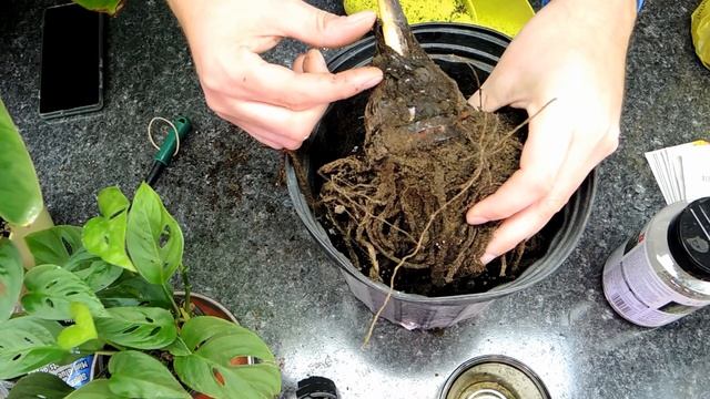 Planting a Dormant Musa (Banana) Corm - Ice Cream Banana смотреть онлайн