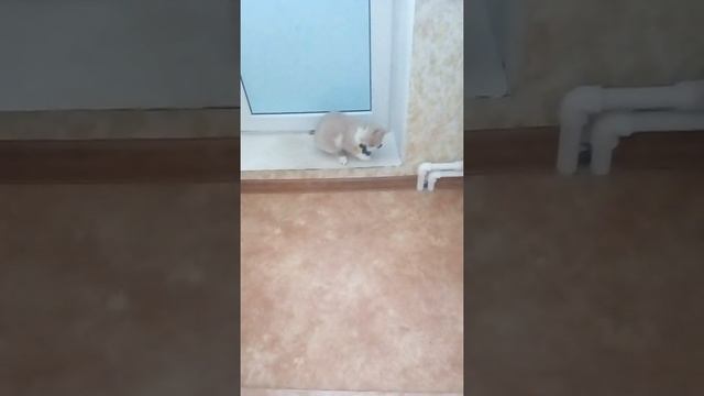 пьяный кот персик смотреть онлайн