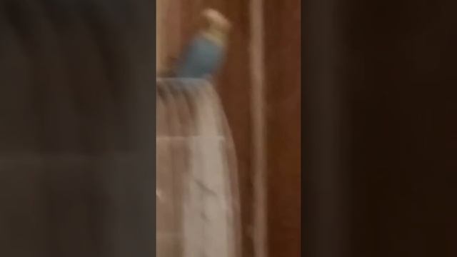 Короче потратите свои менуты ЖИЗНИ!!!Не интересный попугай БЛИН!!! смотреть онлайн