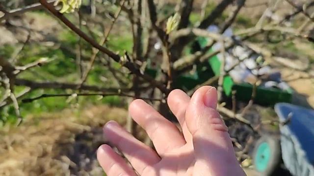 Ежевика второй день заморозки смотреть онлайн