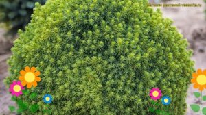 Ель канадская Альберта Глоб. Краткий обзор, описание характеристик picea glauca Alberta Globe