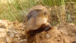 Улитка виноградная