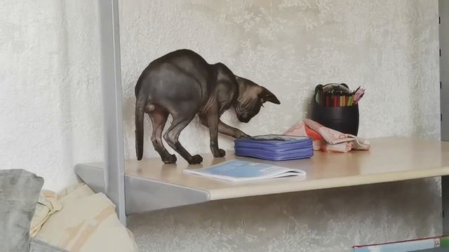 канадский СФИНКС КУСАЕТ свой ХВОСТ / тот самый потеряшка Марсель смотреть онлайн