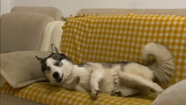 1001 СПОСОБ КАК ЛЕЧЬ ЧТОБЫ СЛАДКО СПАТЬ ОТ ХАСКИ ГРОМА смотреть онлайн