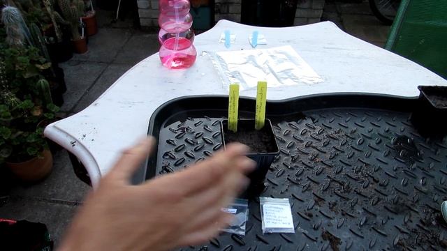 Sowing Lophophora williamsii Seeds - The Peyote Cactus смотреть онлайн