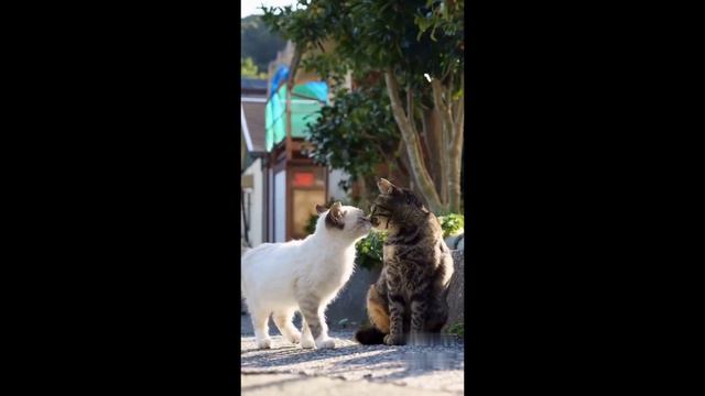 Коты и котики