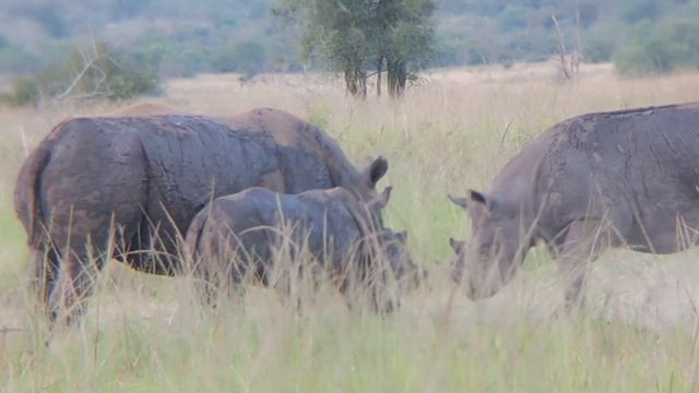 akagera national park. black Rhino playing with white rhino. (TWEMMA Savannah park field guide) смотреть онлайн
