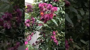 Плетистая роза «Violette» (Виолетта). Чудесная альтернатива клематису в смешанных посадках.
