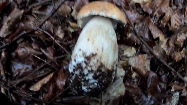 Лисички, Білі Гриби та ягода в Карпатах смотреть онлайн