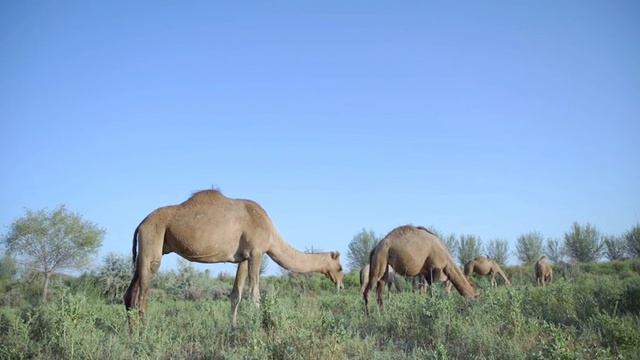 Ваш отдых в Узбекистане смотреть онлайн