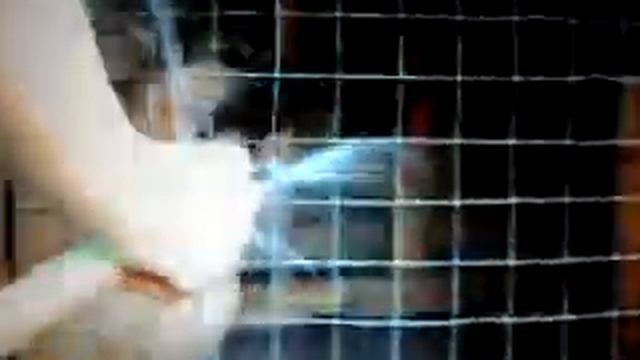 Собака чистит зубы смотреть онлайн