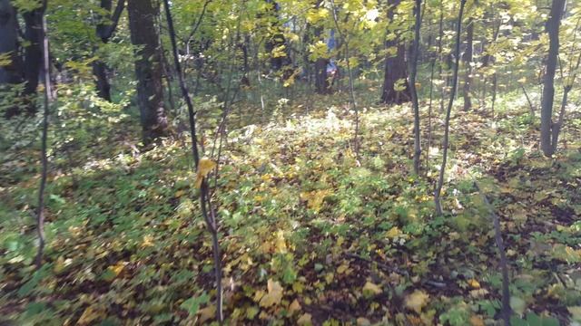 Бревно 21 10 2023 г смотреть онлайн
