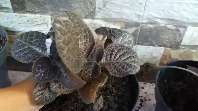 CARA MENANAM N MEMPERBANYAK EPISCIA#episcia#bungagantung#tanamanhias смотреть онлайн