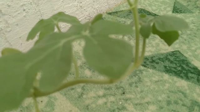 ухаживаем за арбузами 🍉