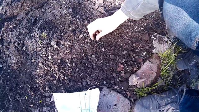 ЦВЕТЫ БАРХАТЦЫ (Чернобривцы ) В САДУ. смотреть онлайн