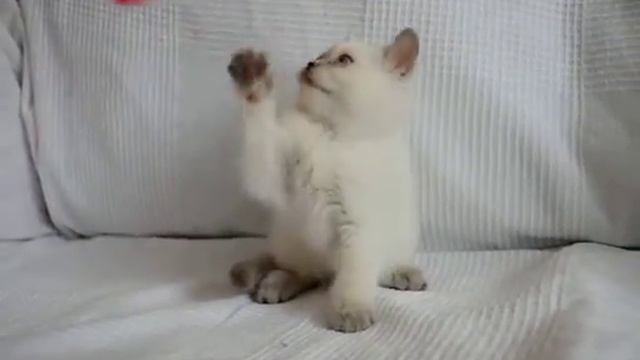 ДУШКА Британский котенок редкого окраса лилак поинт в питомнике British House смотреть онлайн