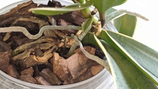 Phalaenopsis Chia E Yenlin (variegata). Моя орхидея, детка из точки роста. Описание сорта, характер смотреть онлайн