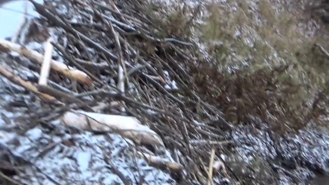 Охота на бобра капканами смотреть онлайн