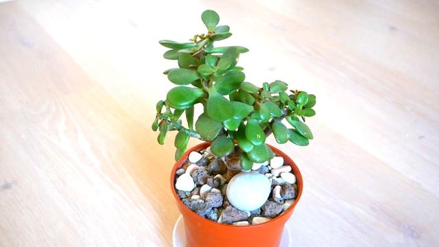 ТОЛСТЯНКА вытянулась, потеряла форму и пышность. Что предпринять