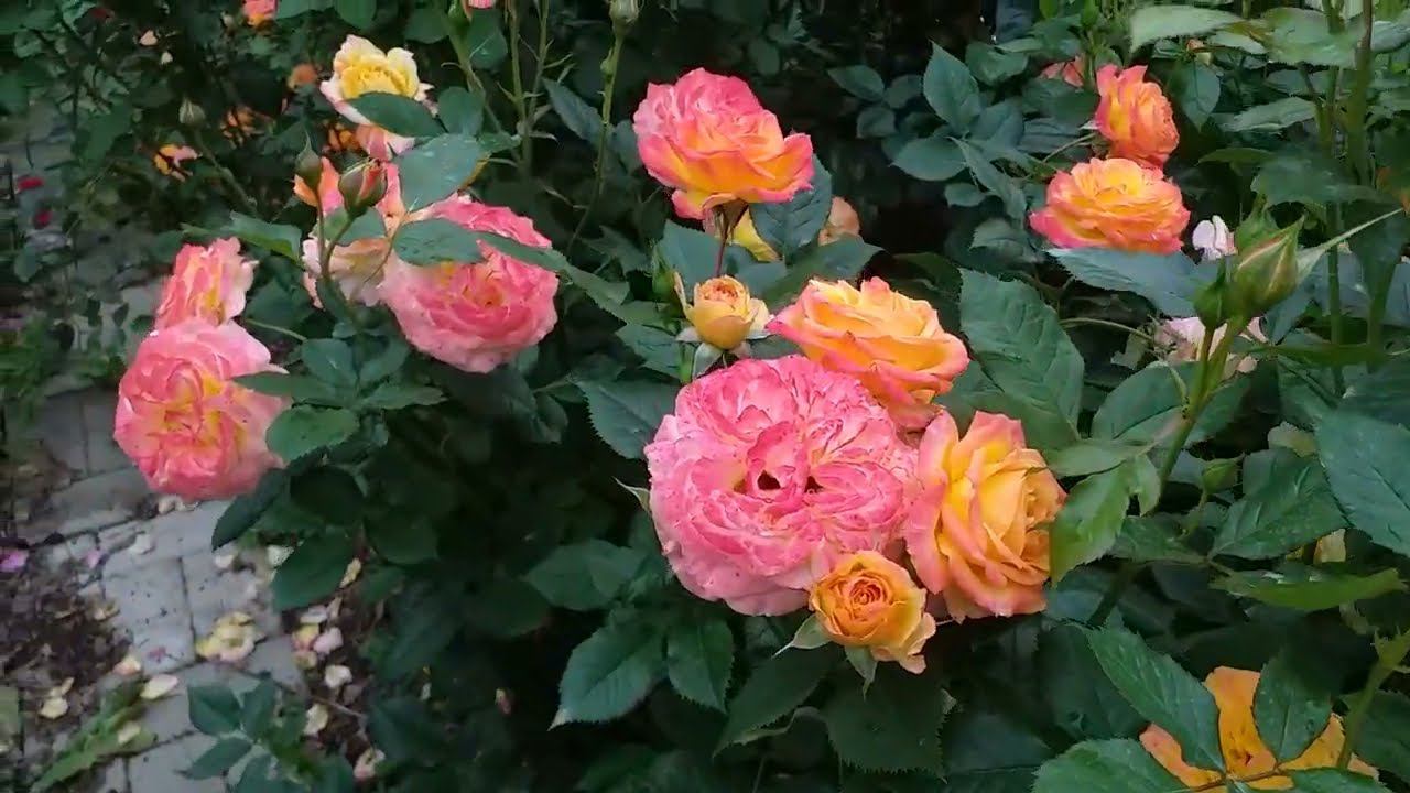 ТРИ ДОСТОЙНЫЕ РОЗЫ Летняя съемка 13 июля смотреть онлайн