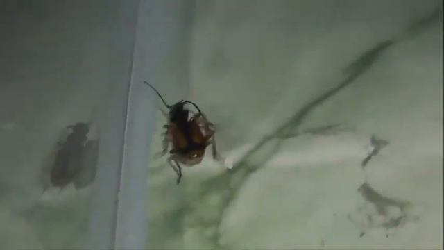 ИНСЕКТАРИЙ: 52. Полистихус Перевязанный (Polystichus connexus) смотреть онлайн