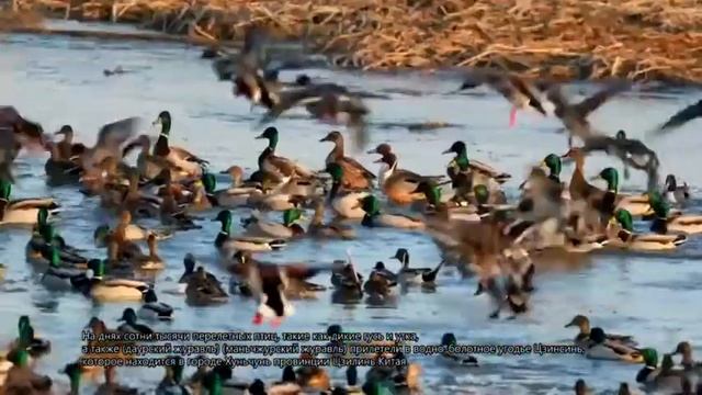 Перелетные птицы смотреть онлайн