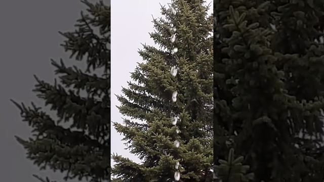 Весенние звуки природы смотреть онлайн