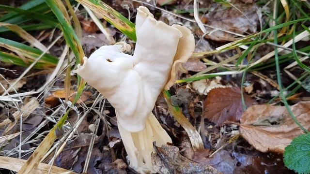 Helvella crispa. Seta Oreja de gato. Vit hattmurkla. White saddle. Stockholm. Sweden. смотреть онлайн
