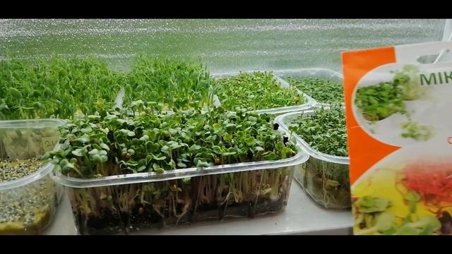 ?????ТОП-4 САМОЙ ПРОСТОЙ В ВЫРАЩИВАНИИ МИКРОЗЕЛЕНИ. МИКРОГРИН - это ВКУСНО! смотреть онлайн