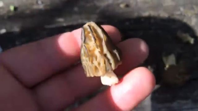 Gombás képek 2016 április - Netgombász смотреть онлайн