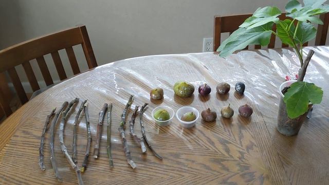 10 сортов инжира полученных мною на дегустации в городе Winters, California смотреть онлайн