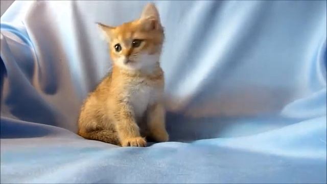 Британские котята золотого окраса. смотреть онлайн