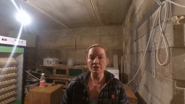 Инкубация куриного яйца - это непросто. Овоскопирование. смотреть онлайн