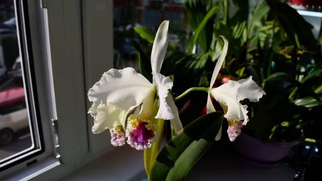 Cattleya Faerie Queene (mossiae x rex) смотреть онлайн