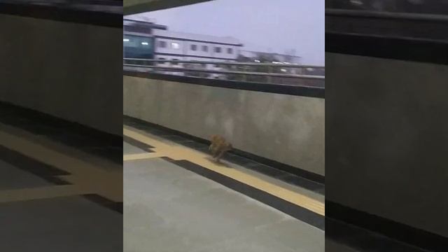 Обезьяны в метро. Метро Дели. Безбилетные пассажиры смотреть онлайн