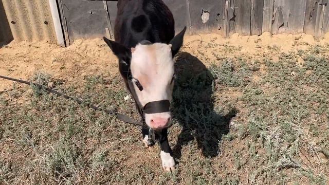 Не купить ли мне корову, вот такую смотреть онлайн