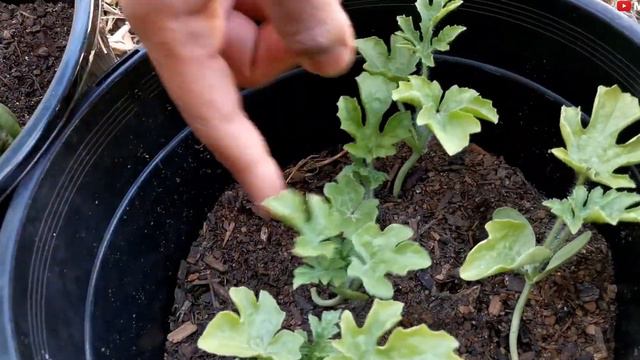 My 70+ Outdoor Plant Tour | Outdoor Plant Collection