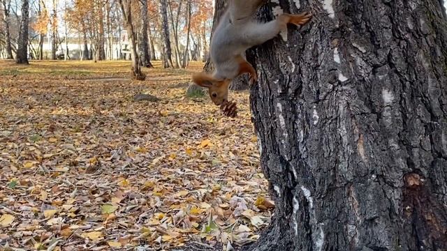 Разные белочки с большими кисточками на ушках прячут орехи | Different squirrels hide nuts смотреть онлайн