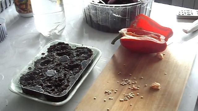 Сеем семена из перца купленного в магазине. Начало. смотреть онлайн