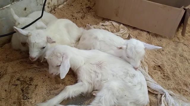 Материнский инстинкт. смотреть онлайн