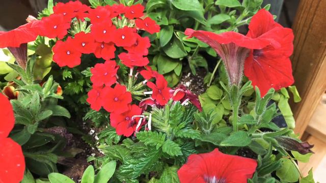 WHAT ARE BEST SUMMER FLOWERS 2020? l ANNUAL FLOWERS l PERENNIAL FLOWERS l BEST SUMMER FLOWERS 2020 смотреть онлайн
