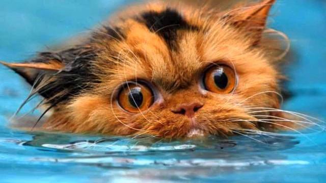 Музыка живая. Красивая мелодичная музыка. Слушать! смотреть онлайн